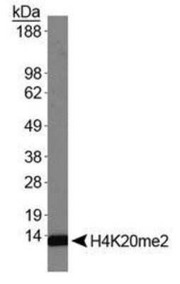 Western Blot: Histone H4 [Dimethyl Lys20] AntibodyBSA Free [NB21-2089]